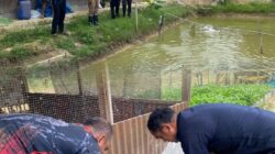Panen 35 kilogram ikan Nila Dari Lahan Ketapang , Rutan Tanjung Pura Alokasikan Hasil Panen untuk Pemenuhan BAMA Warga Binaan