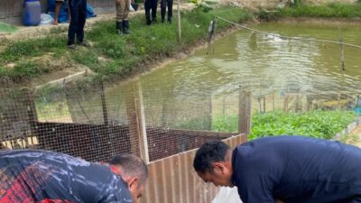 Panen 35 kilogram ikan Nila Dari Lahan Ketapang , Rutan Tanjung Pura Alokasikan Hasil Panen untuk Pemenuhan BAMA Warga Binaan