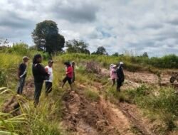 Tanah Pangguruan Milik Jamilun Sihotang Diolah, Alas Hak Diperkuat Putusan PN 2006 dan SHM