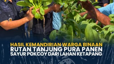 Hasil Kemandirian Warga Binaan, Rutan Tanjung Pura Panen Sayur Pokcoy dari Lahan Ketapang