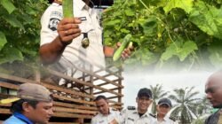 Panen Timun hingga Tebar Bibit Lele, Rutan Tanjung Pura Perkuat Lahan Ketapang Lewat Pengembangan Lahan Ketapang dan Pembinaan Warga Binaan
