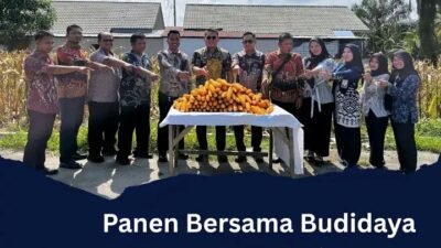 Panen Bersama Budidaya Jagu Pakar Ternak Di sarana Asimilasi Edukasi Lapas Pemuda lll LangkatL