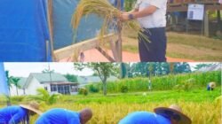 Hasil Pembinaan Kemandirian Warga Binaan, Kalapas Lapas Narkotika Langkat Gelar Panen Ketahanan Pangan
