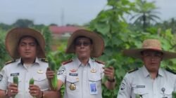 *Dukung Swasembada Pangan, Lapas Narkotika Langkat Panen Ratusan Kilogram Kacang Panjang dan Timun*