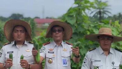 *Dukung Swasembada Pangan, Lapas Narkotika Langkat Panen Ratusan Kilogram Kacang Panjang dan Timun*