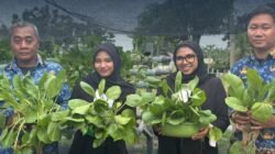Kembali Panen Sawi Hidroponik Wujud Nyata Pembinaan Kemandirian Warga Binaan Rutan Tanjung Pura Dilahan SAE